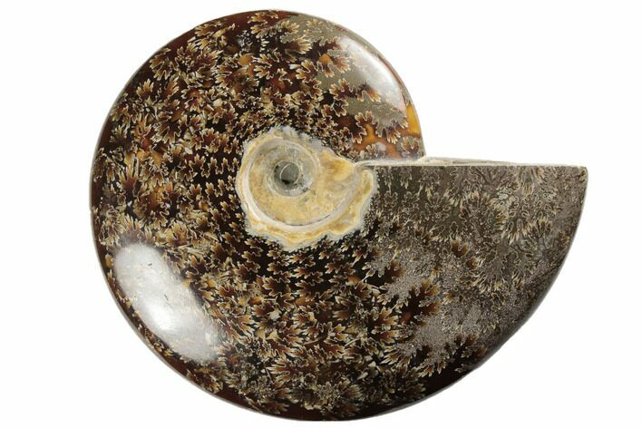 Polished Ammonite Fossil - Madagascar #191508